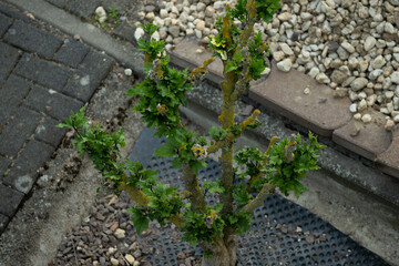 busch grün pflanze natur garten
