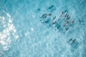 Aerial photograph of a pod of dolphins in crystal-clear water © andriislonchak