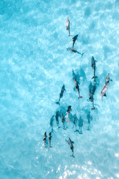 Aerial photograph of a pod of dolphins in crystal-clear water