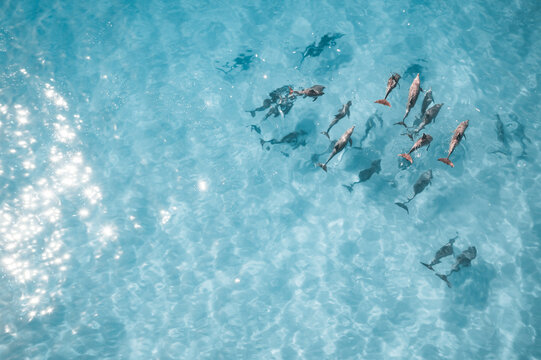 Aerial photograph of a pod of dolphins in crystal-clear water