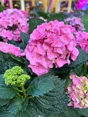 Hydrangea blooming in the garden.