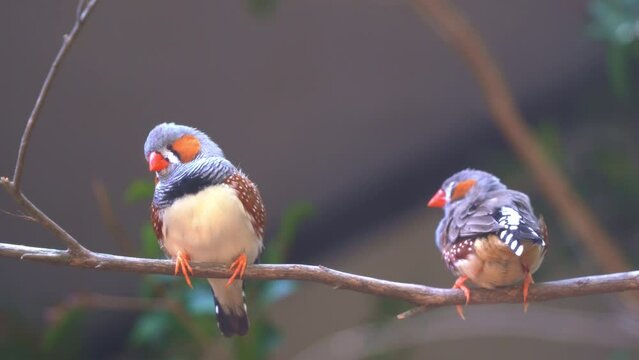 Close up shot of two cute little zebra finch or chestnut-eared finch, taeniopygia guttata spotted perching on tree branch and wondering around it surrounding environments, drop a guanoe and fly away.