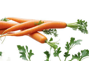 Carrot with green leaves on white background