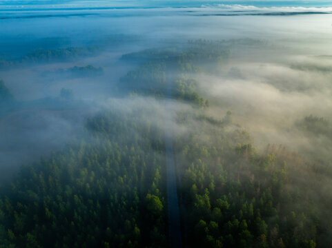 Serenity in the Pines: Aerial Sunrise Over Enchanting Swedish Forest with Mystical Morning Mist"