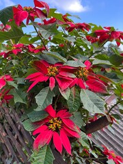 Blooming red Begonias in the garden.