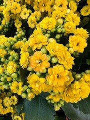 Yellow dahlia flowers in a garden.