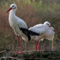 Weißstorch (Ciconia ciconia) Paar auf Nest