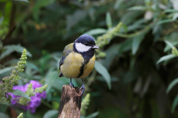 Kohlmeise (Parus major) sitzt auf Blütenzweig im Garten 