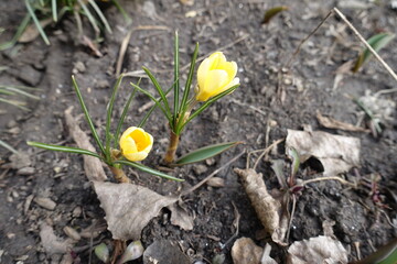 Light yellow flowers of two Crocus chrysanthus in mid February
