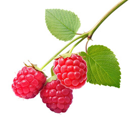 Branch of delicious, ripe raspberries, cut out