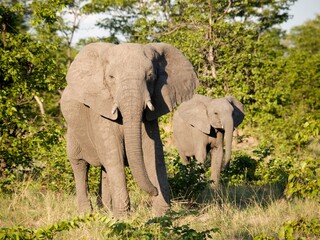 Scenic view of elephants on a lush green meadow