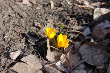 Pair of amber yellow flowers of Crocus chrysanthus in February