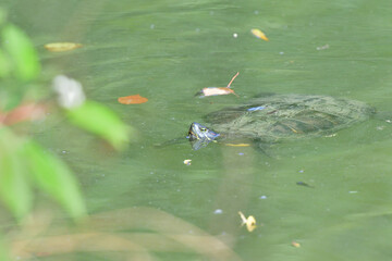European pond turtle swims under the surface of the water in the pond