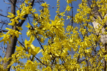 Multitude of yellow flowers of forsythia against blue sky in mid March