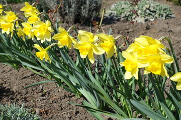 Obraz premium Yellow flowers of common daffodils in a row in March