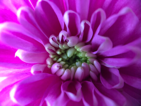 This captivating image is a deep dive into the enchanting world of a purple chrysanthemum. The flower's whorls of petals spiral towards the center, leading to a cluster of budding florets, each a