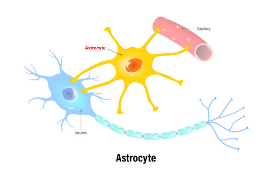Astrocyte vector. Glial cells (neuroglia). Central nervous system.
