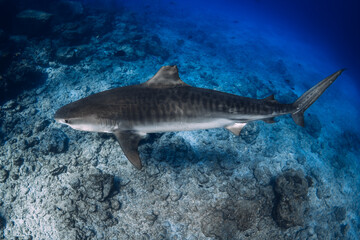 Tiger shark on deep in clear blue ocean. Diving with dangerous tiger sharks.