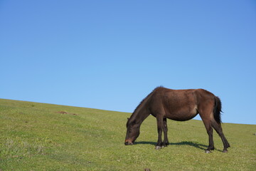 都井岬の大和馬toimisaki yamato horse