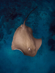 Stingray underwater in French Polynesia or Maldives. Sting ray swim in blue ocean - obrazy, fototapety, plakaty