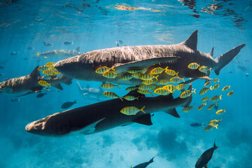Swimming with tropical fish and nurse sharks in blue sea. Sharks in Maldives