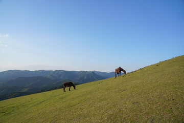 Fototapeta na wymiar 都井岬の大和馬toimisaki yamato horse