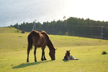 都井岬の大和馬toimisaki yamato horse