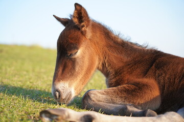 都井岬の大和馬toimisaki yamato horse