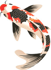 An Illustration of Koi Fish
