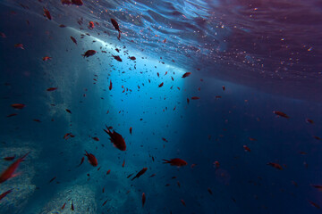 Fototapeta na wymiar Fish Pont Del Petroli Minorca underwater group animal beauty uw dive art