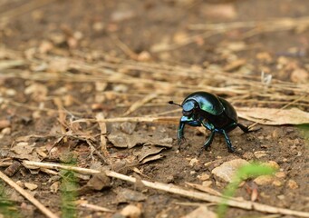 Macro of the dor beetle walking on the ground in the forest