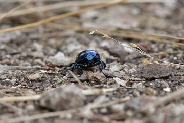 Macro photo of a dor beetle on a forest path with leaves