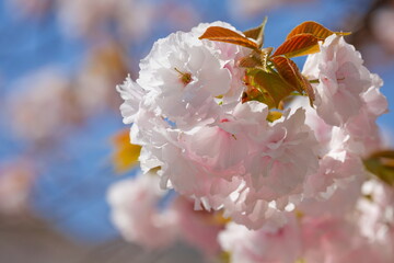 春の青空に映える八重桜