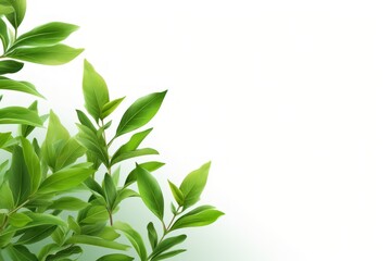 Fototapeta na wymiar On a white background, a green tea leaf. Generative Ai.