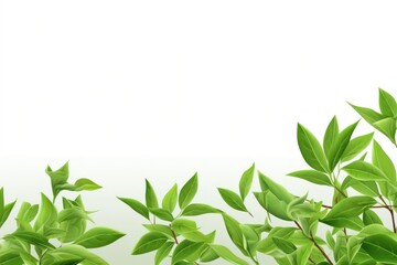 On a white background, a green tea leaf. Generative Ai.