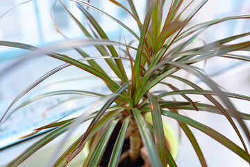 growing plants in flowerpot on windowsill house