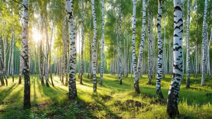 Fototapeten Summer birch forest, beautiful landscape. Birch tree forest © Lubos Chlubny