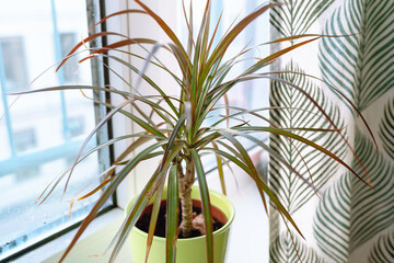 growing plants in flowerpot on windowsill house