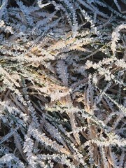 Eiskristalle bei Frost auf Gras und Laub 3