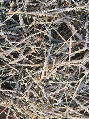 Eiskristalle bei Frost auf Gras und Laub 1