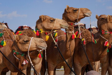 camel in the desert