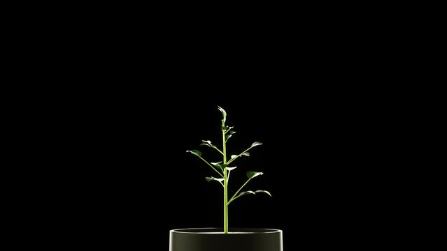 Time lapse of a blossoming plant on a black background