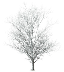 Fototapeta na wymiar Death tree lone single cutout transparent backgrounds 3d rendering png