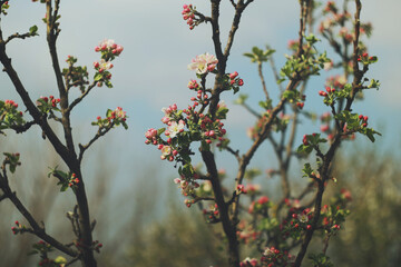 Soft focus  apple blossom or pink tree  flower on nature background