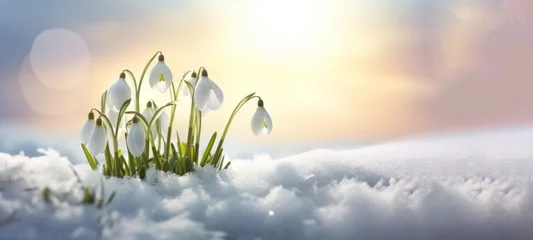 Fotobehang Spring awakening in the morning - White fresh snowdrops flower ( Galanthus ) in snow landscape © Corri Seizinger