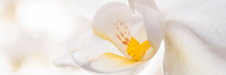 panoramic blossom of orchid flower