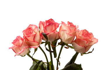Pink and white  beautiful rose isolated on a white background.