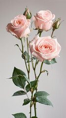 Fototapeta premium Bouquet of pink roses on white background. Studio shot.