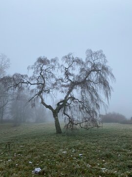 Silhouette if a widely ramified Europen Birch tree (Betula pendula) in fog with few  of snow  and ice patches in winter  in Germany.