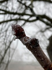 Macro of a tree branch with a latend bud surrounded by ice crystals in winter.